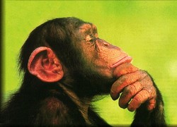 Normal_chimp-paradox-629x468